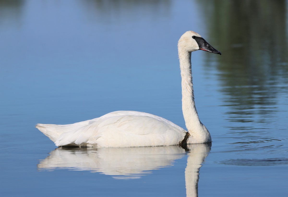 Trumpeter Swan - Michel Marsan