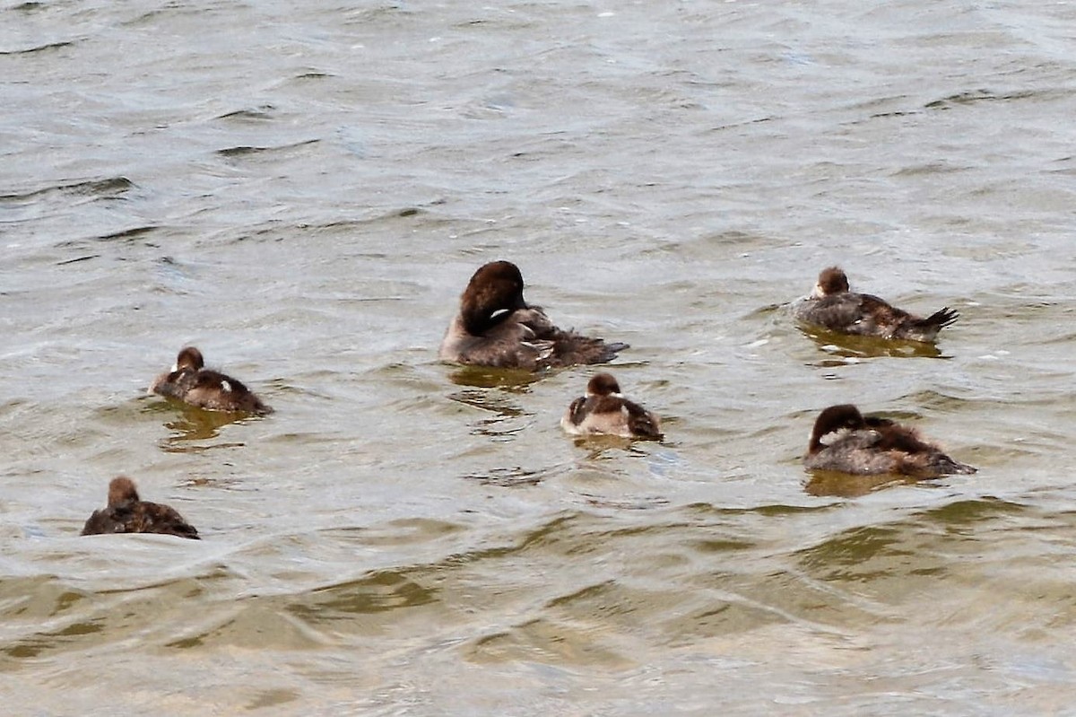 Common Goldeneye - ML599610201