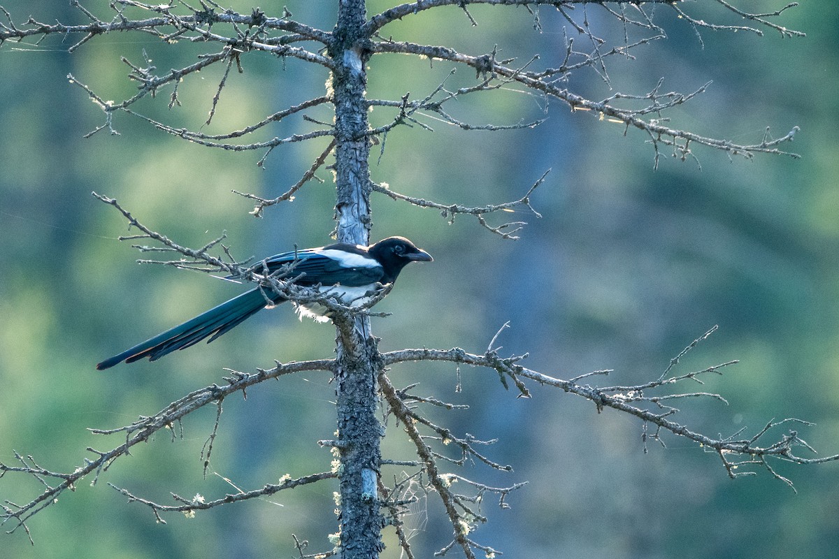 Black-billed Magpie - Anne Spiers