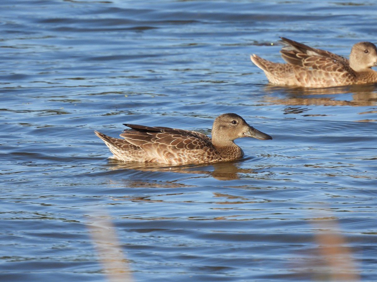 Cinnamon Teal - ML599611591