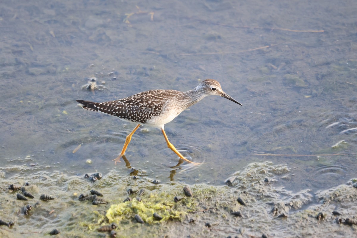 Lesser Yellowlegs - Mike Wittmer