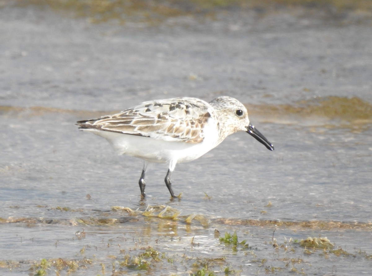 Sanderling - ML599612271