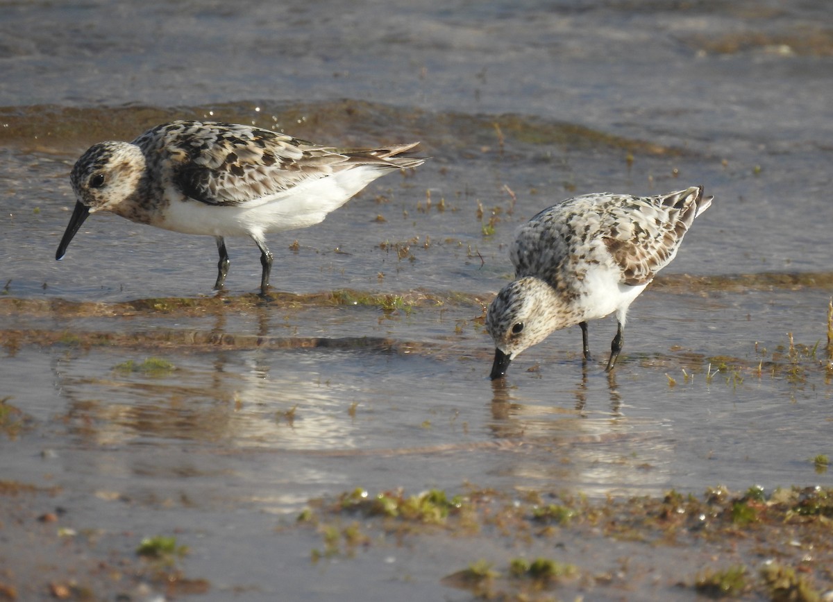 Sanderling - ML599612281