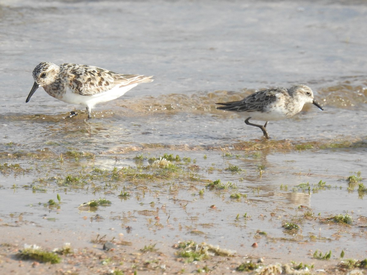 Sanderling - Colby & Lauren