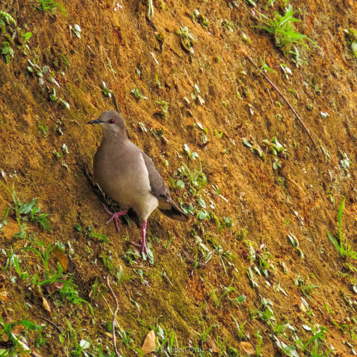 Gray-headed Dove - Esteban Ortiz