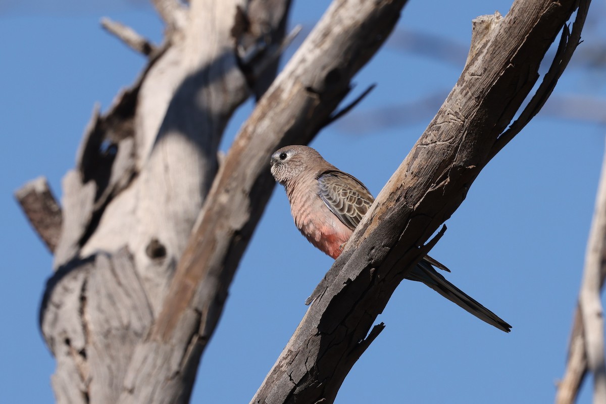 Bourke's Parrot - ML599613741