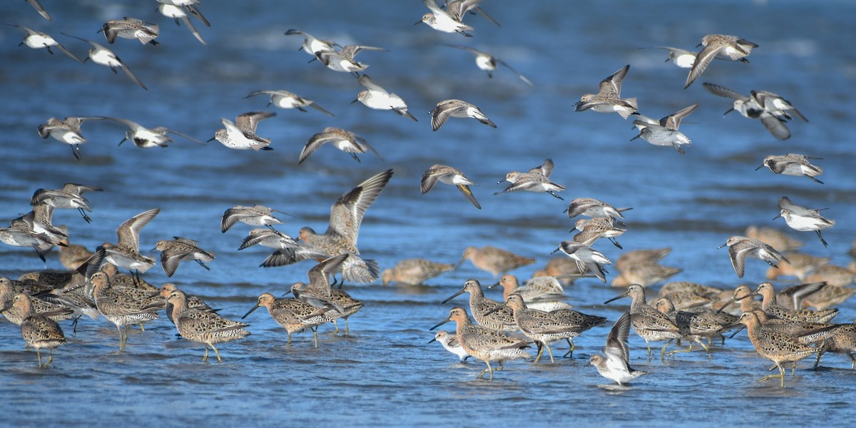 Short-billed Dowitcher (caurinus) - Eric Konkol