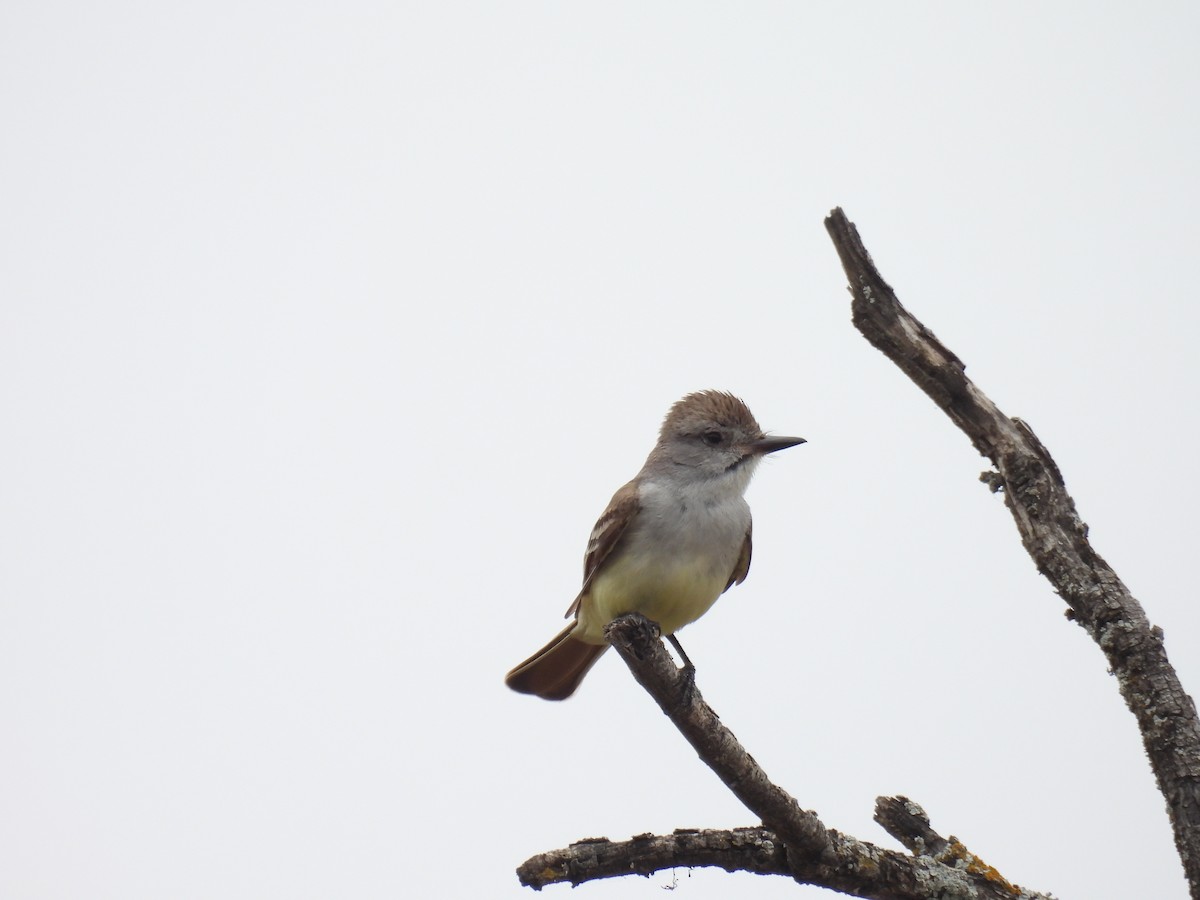 Brown-crested Flycatcher - ML599614461