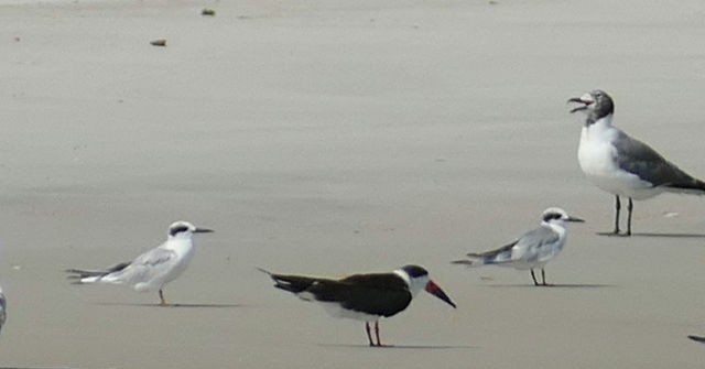 Least Tern - Adelle Frank