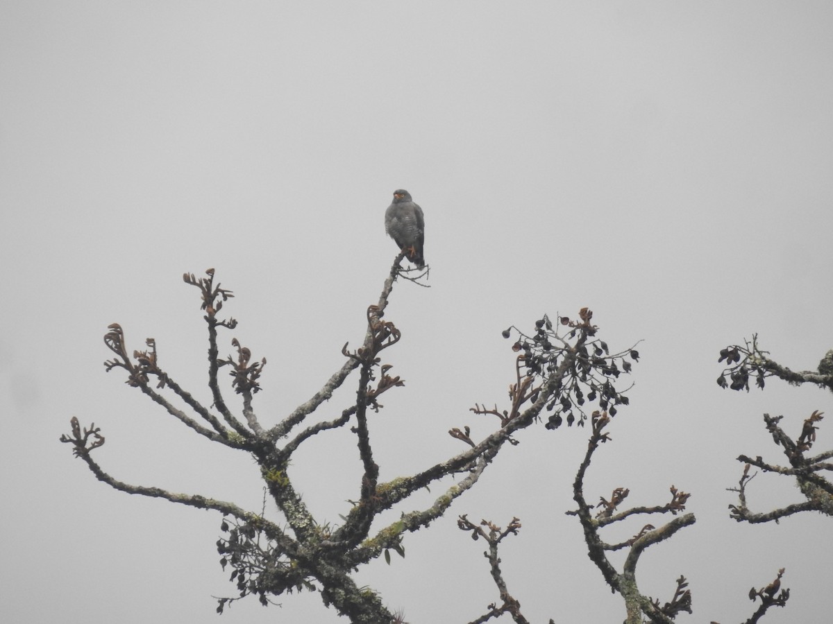 Roadside Hawk - ML599615351