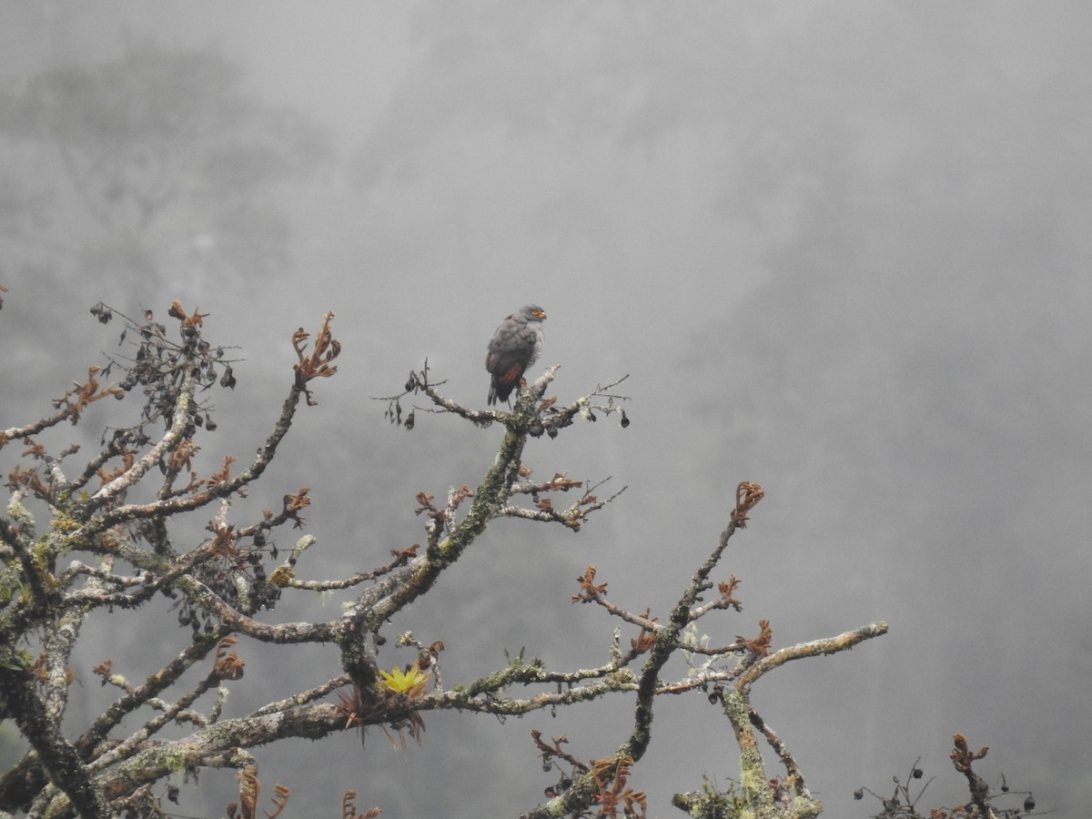 Roadside Hawk - ML599615361