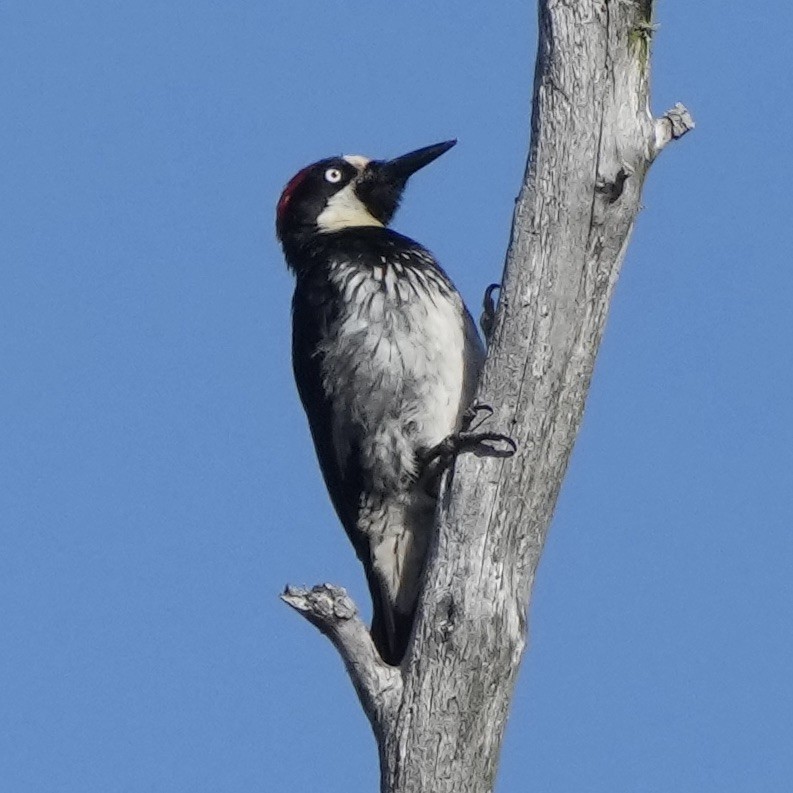 Acorn Woodpecker - ML599615651