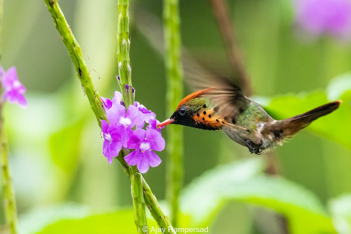 Tufted Coquette - Ajay Rampersad