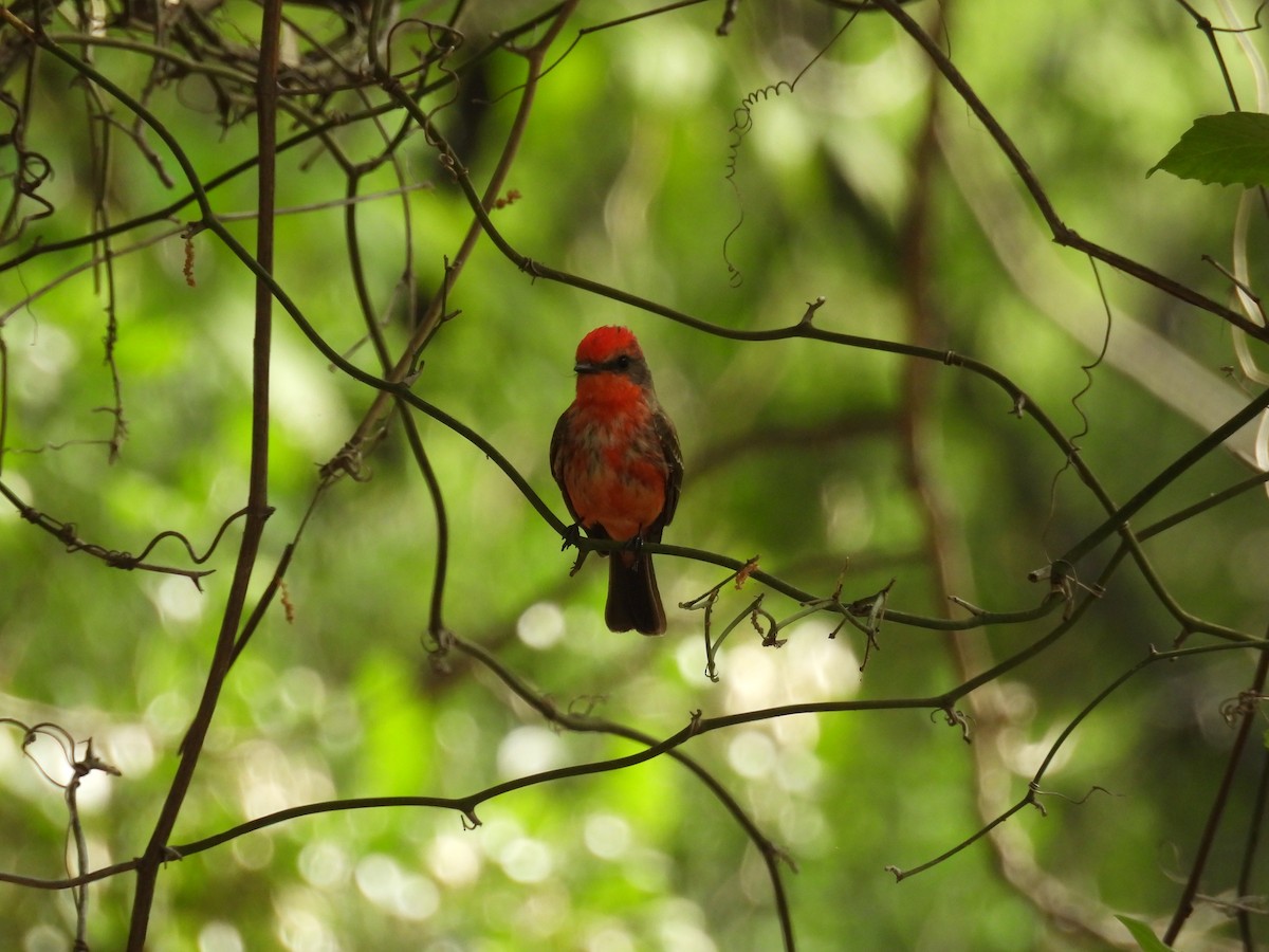 Vermilion Flycatcher - ML599616121