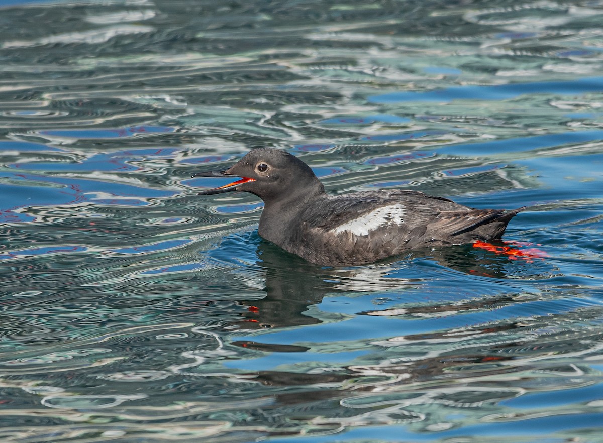 Pigeon Guillemot - ML599616401