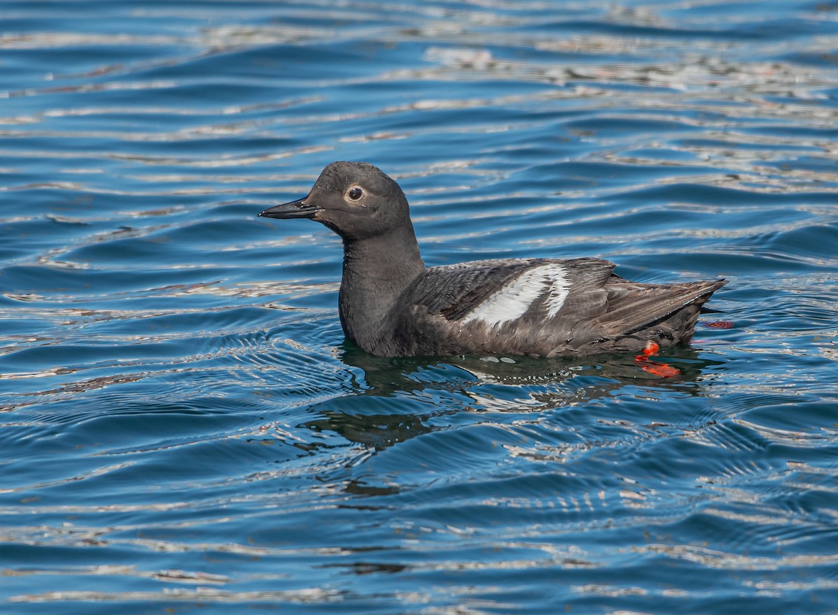 Pigeon Guillemot - ML599616421