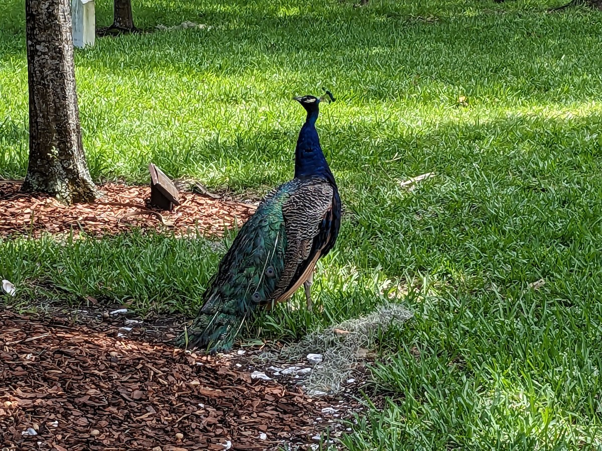 Indian Peafowl - ML599616491