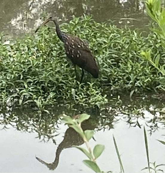 Limpkin - ML599616981