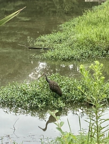 Limpkin - ML599616991