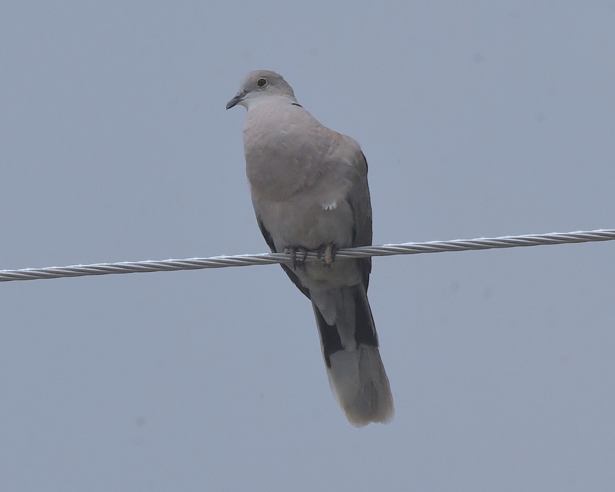 Кольчатая горлица - ML599617411