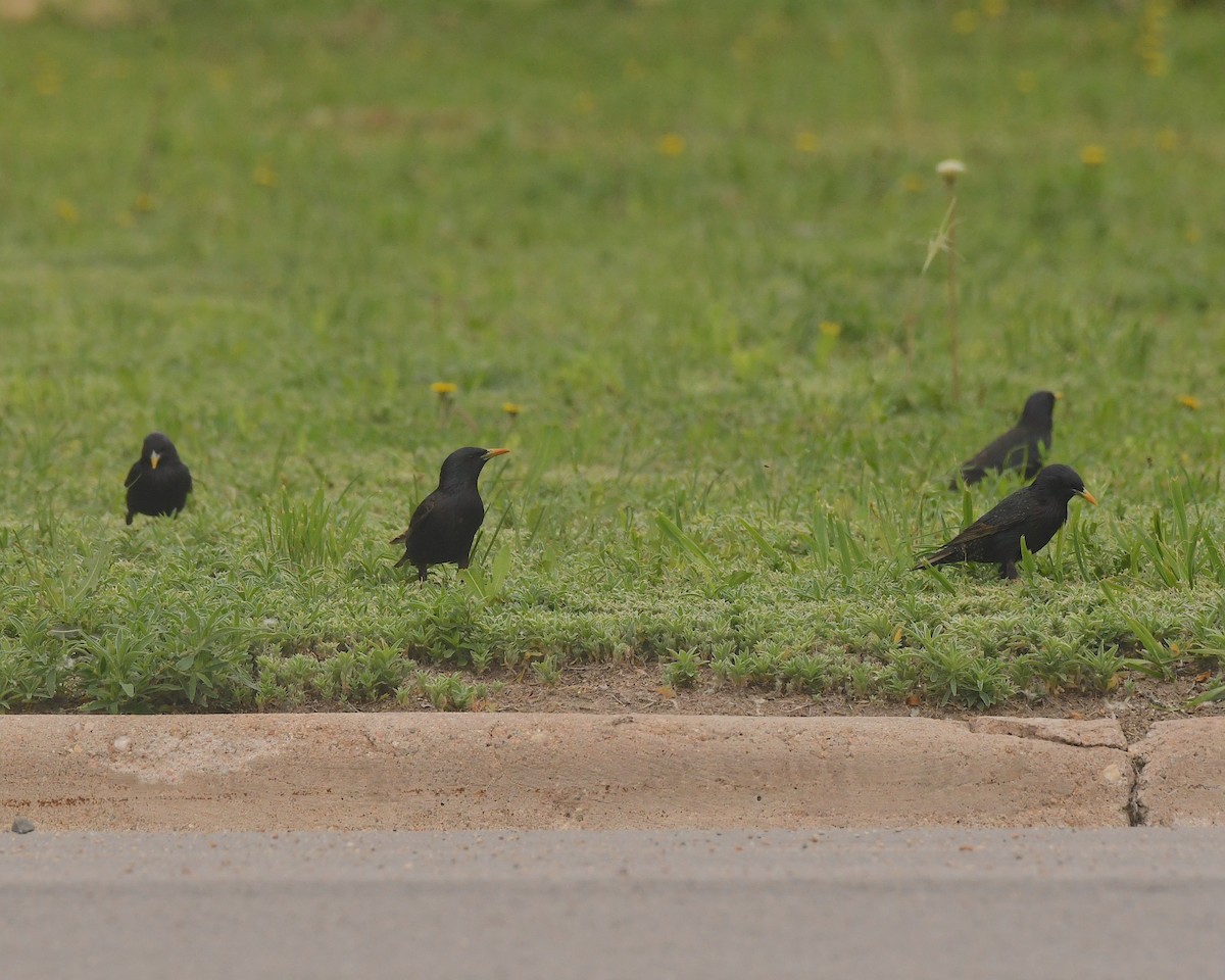 Обыкновенный скворец - ML599617631