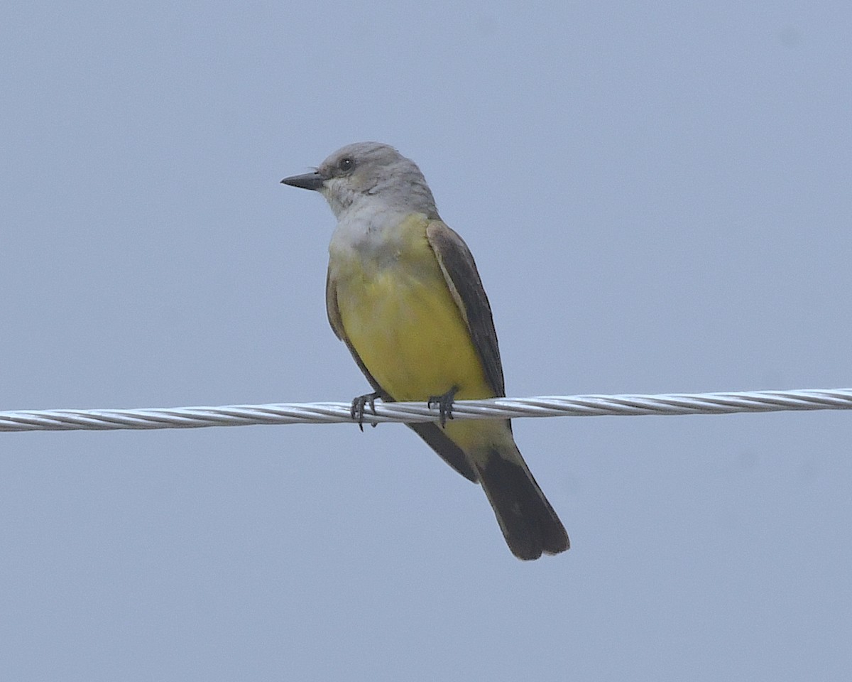 Западный тиранн - ML599618681