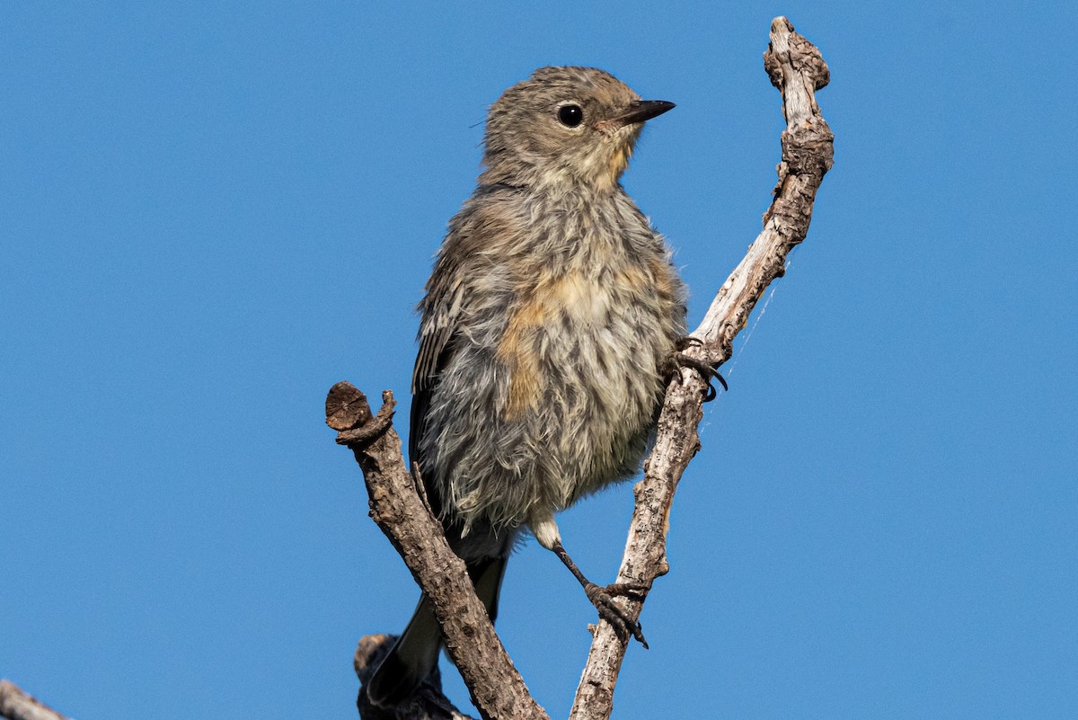 Yellow-rumped Warbler (Audubon's) - ML599621671