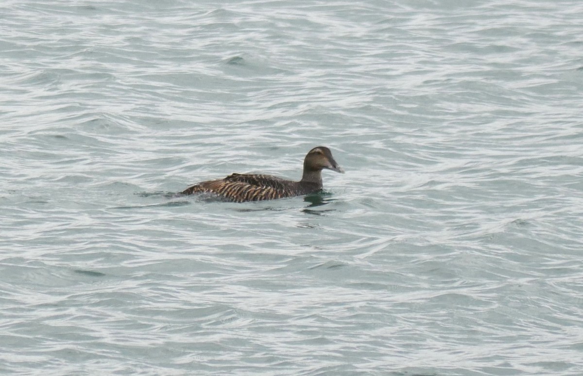 Common Eider - Annette Foy