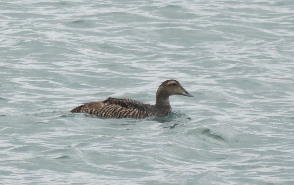 Common Eider - ML599622031