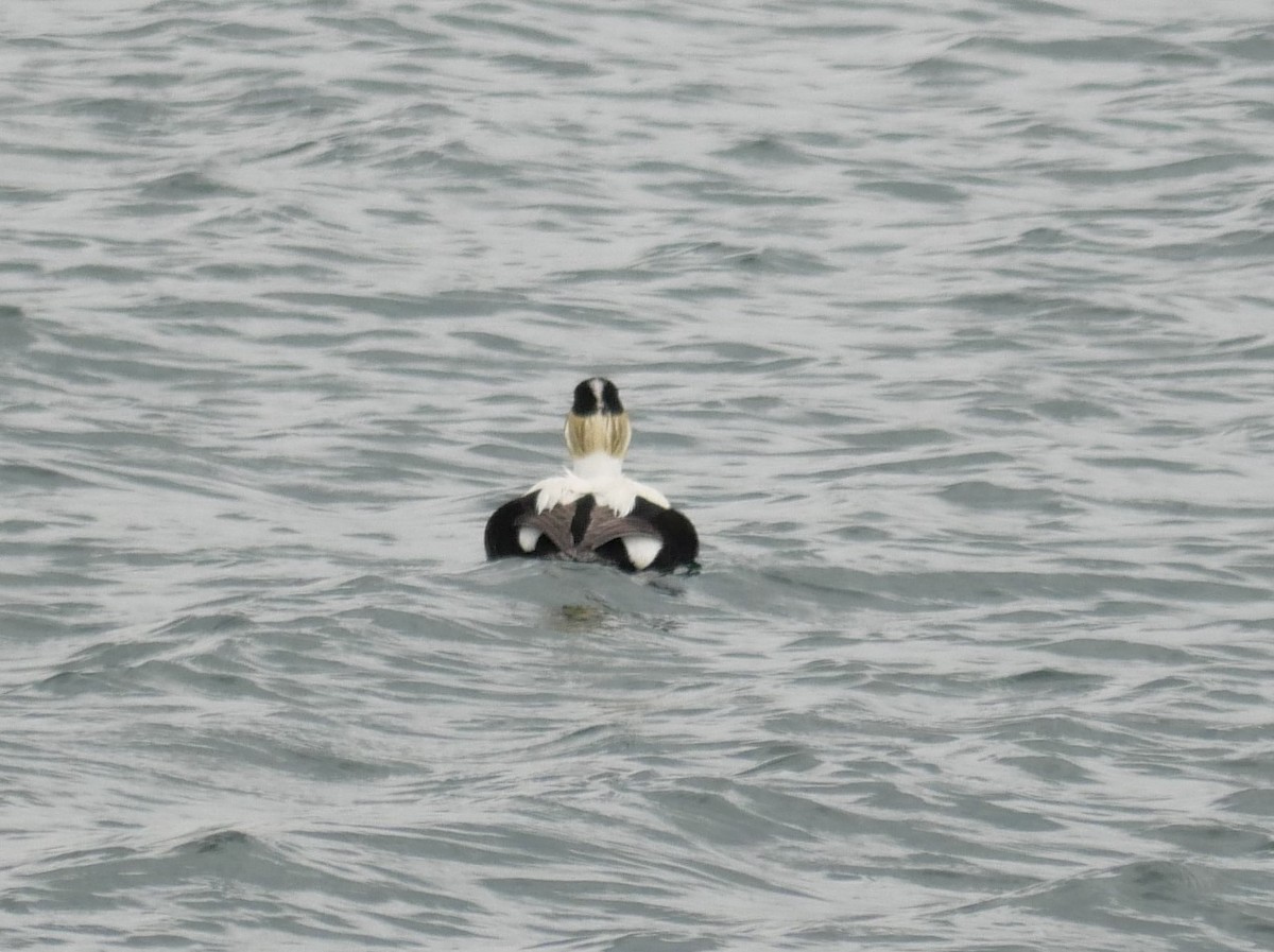 Common Eider - ML599622041