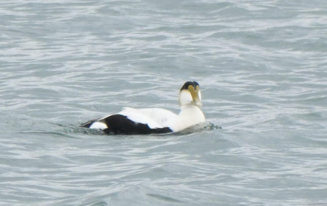 Common Eider - Annette Foy