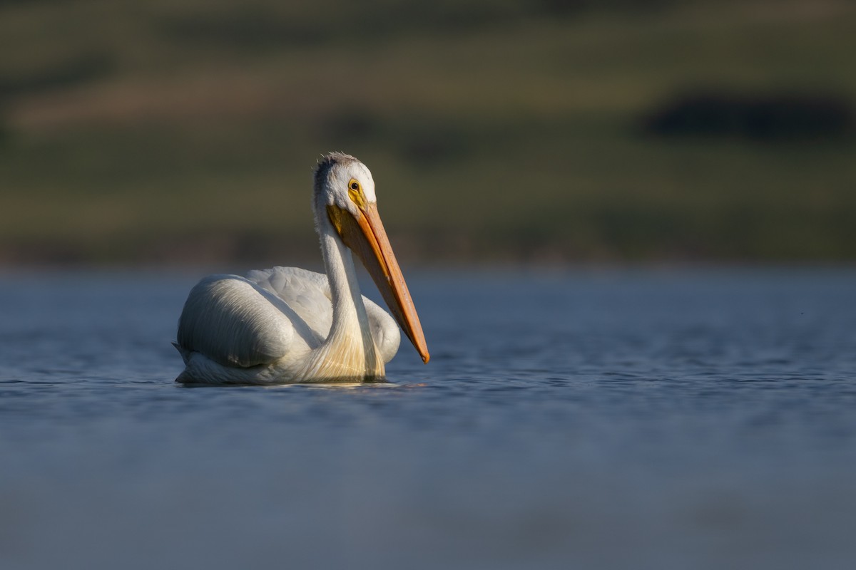 American White Pelican - Rain Saulnier