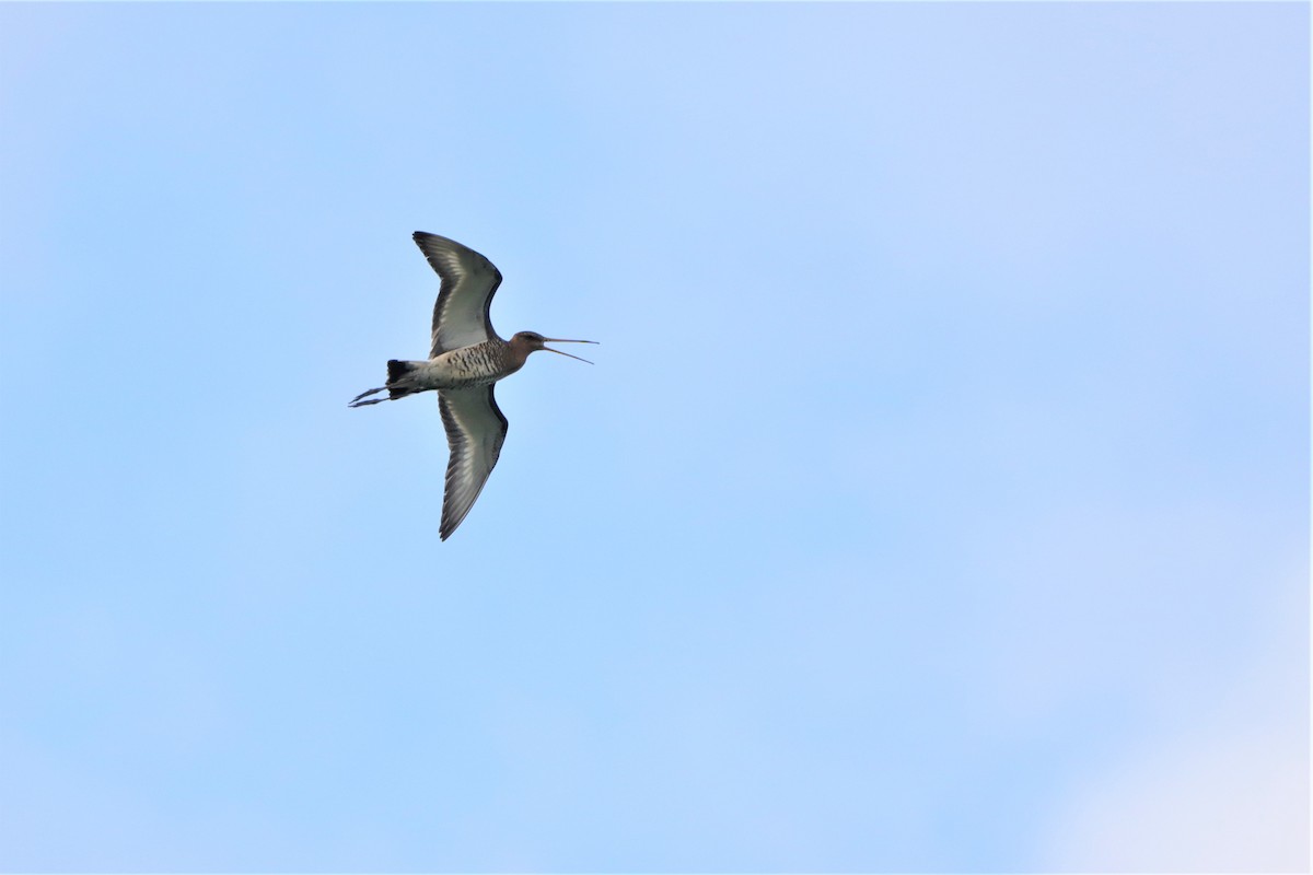 Black-tailed Godwit - ML599622681