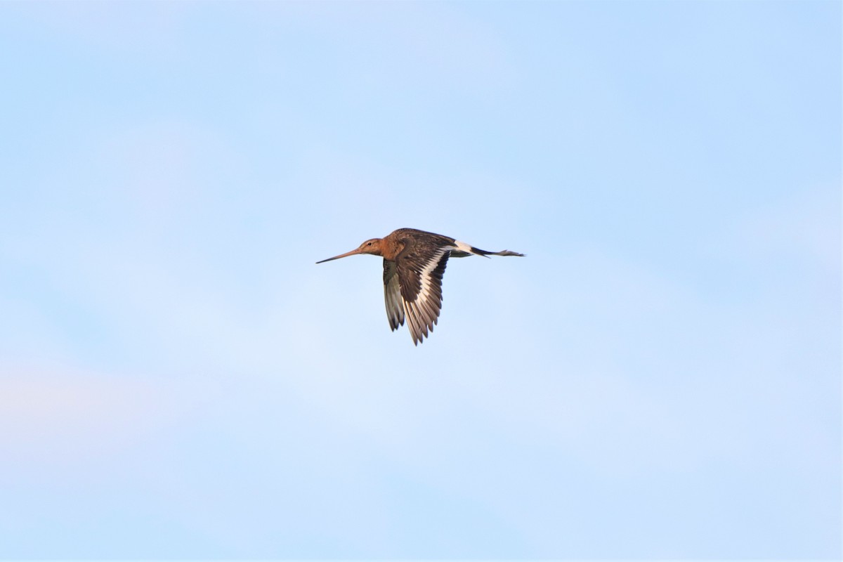 Black-tailed Godwit - ML599622691