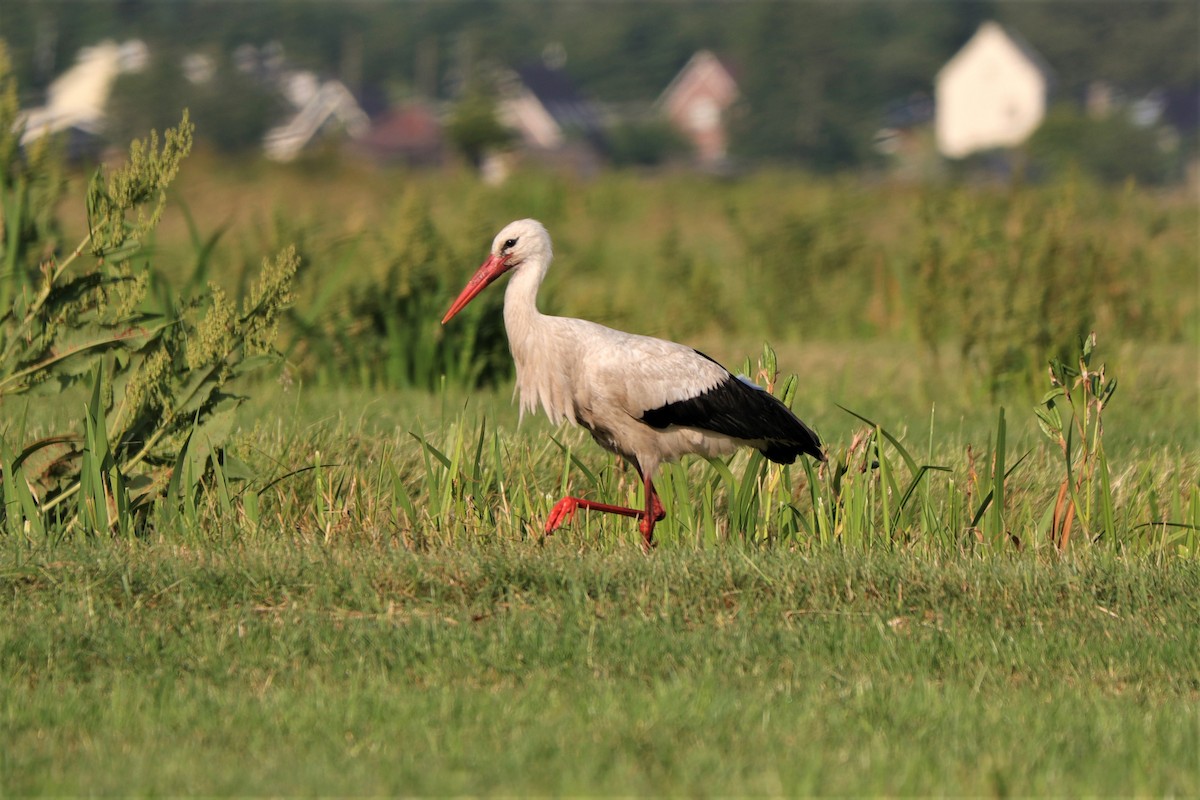 White Stork - ML599623431