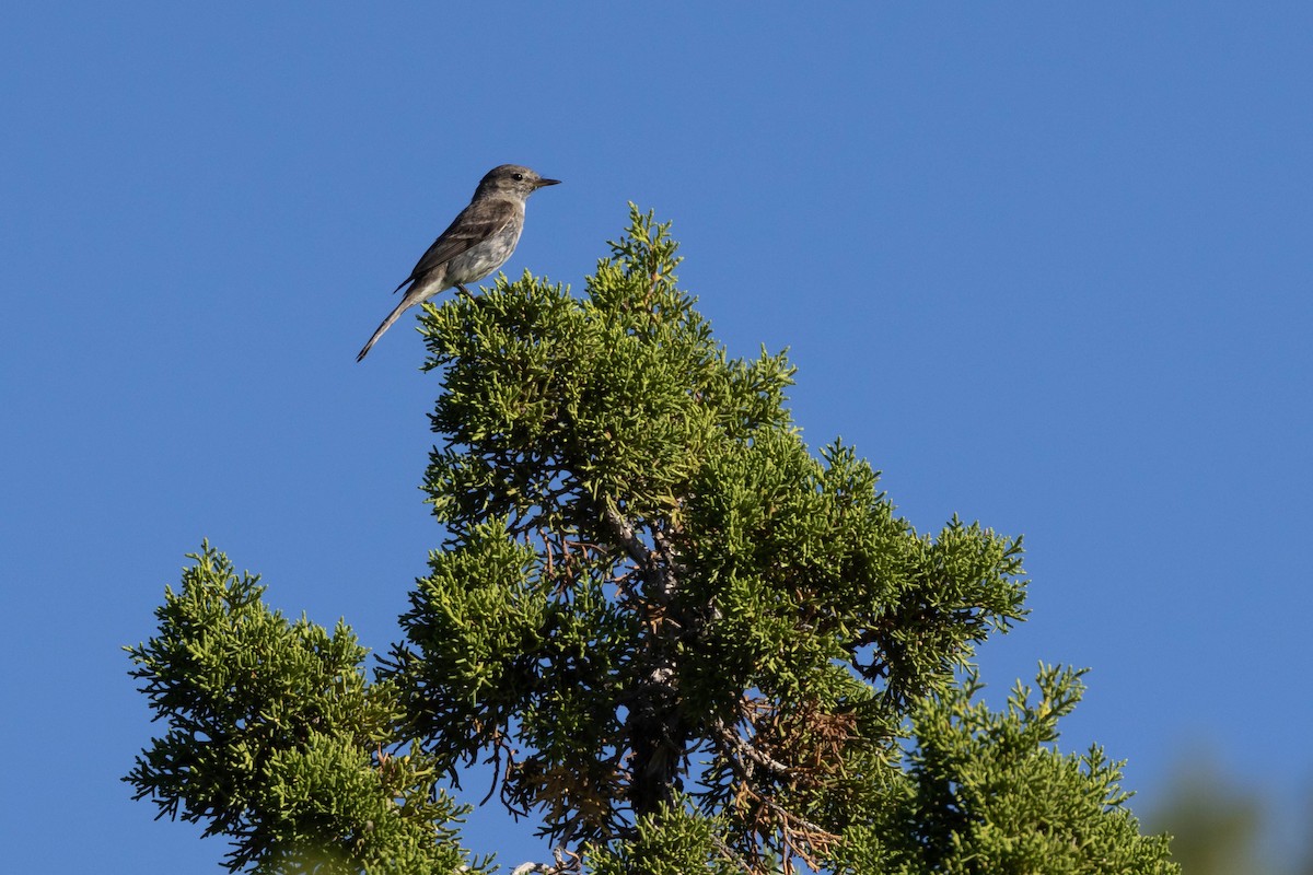 Gray Flycatcher - ML599624231