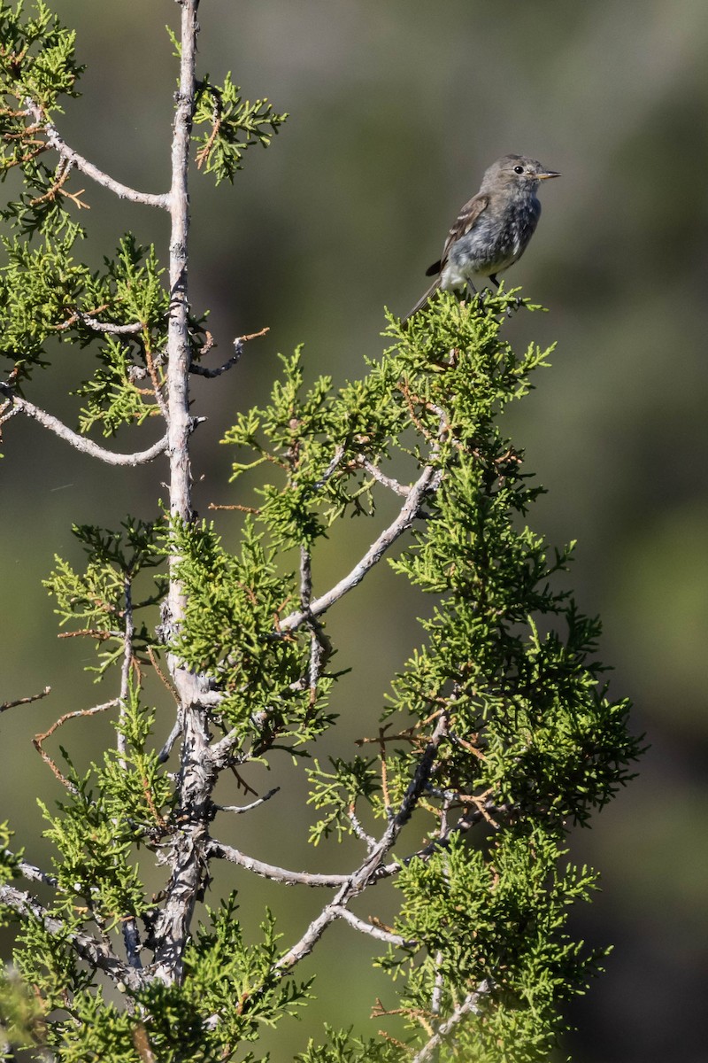 Gray Flycatcher - ML599624281