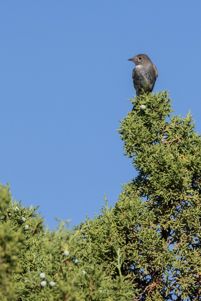 Gray Flycatcher - ML599624451