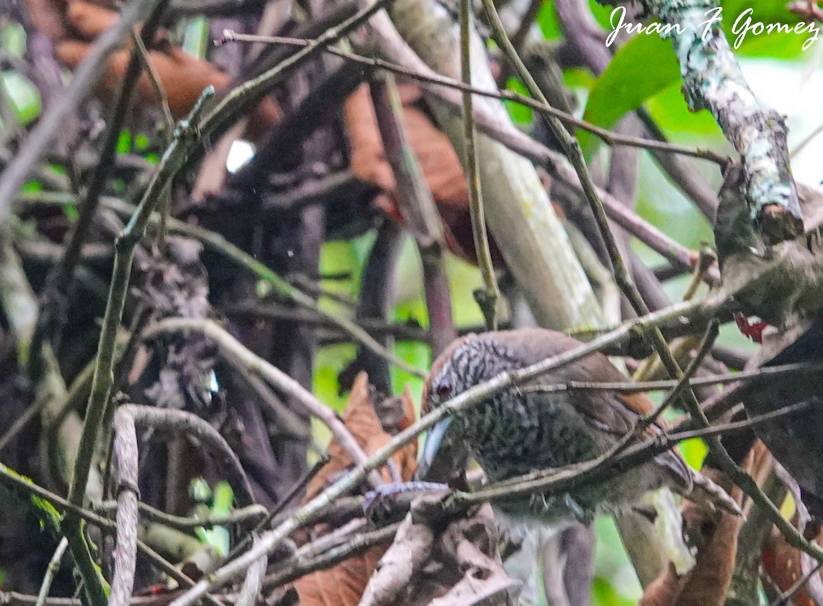 Speckle-breasted Wren - ML599624671