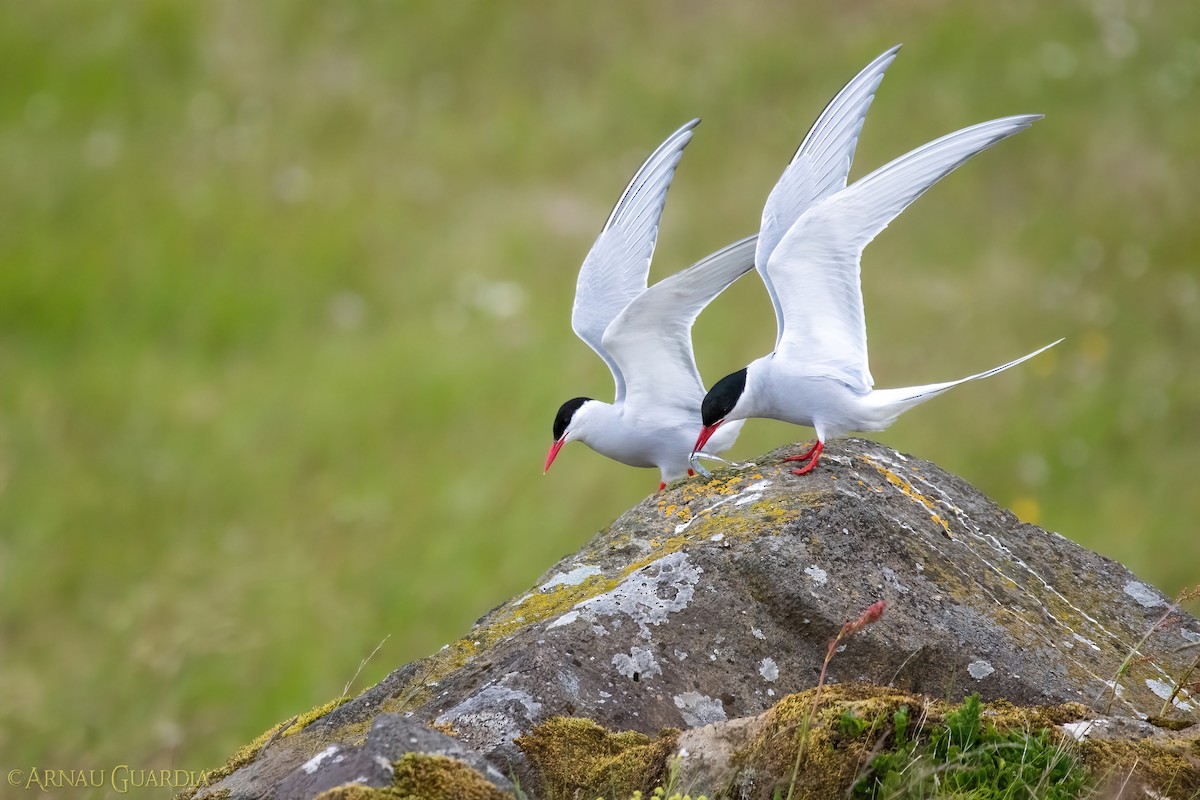 Arctic Tern - Arnau Guardia