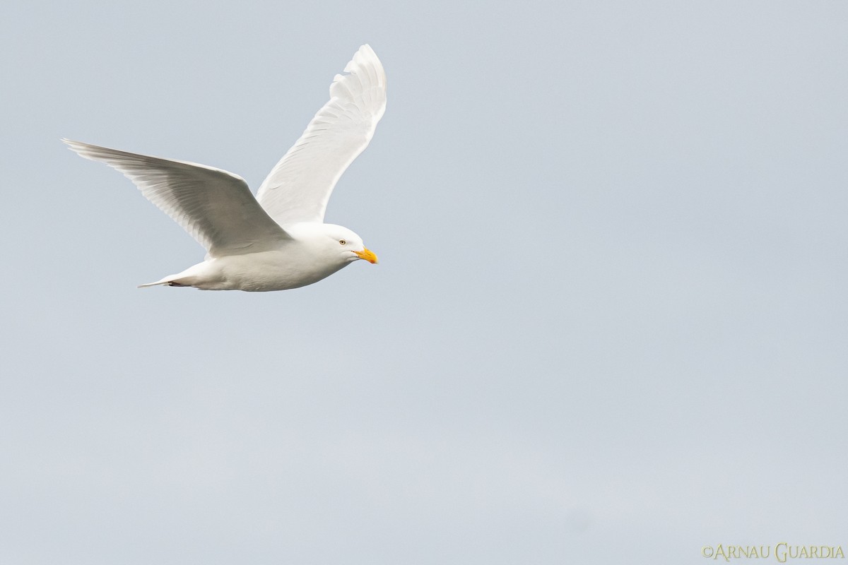 Glaucous Gull - Arnau Guardia