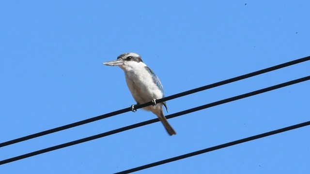 Red-backed Kingfisher - ML599625001