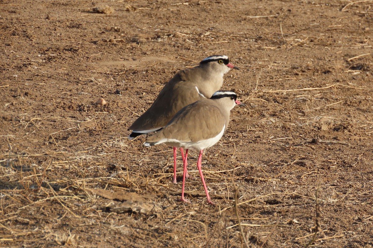Crowned Lapwing - ML599625401