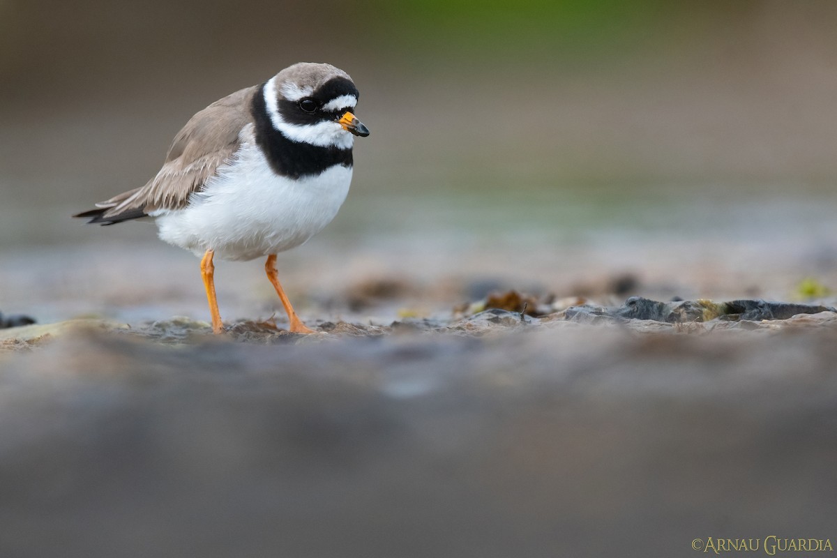 Common Ringed Plover - Arnau Guardia