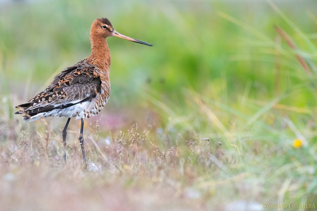 Black-tailed Godwit - ML599625861