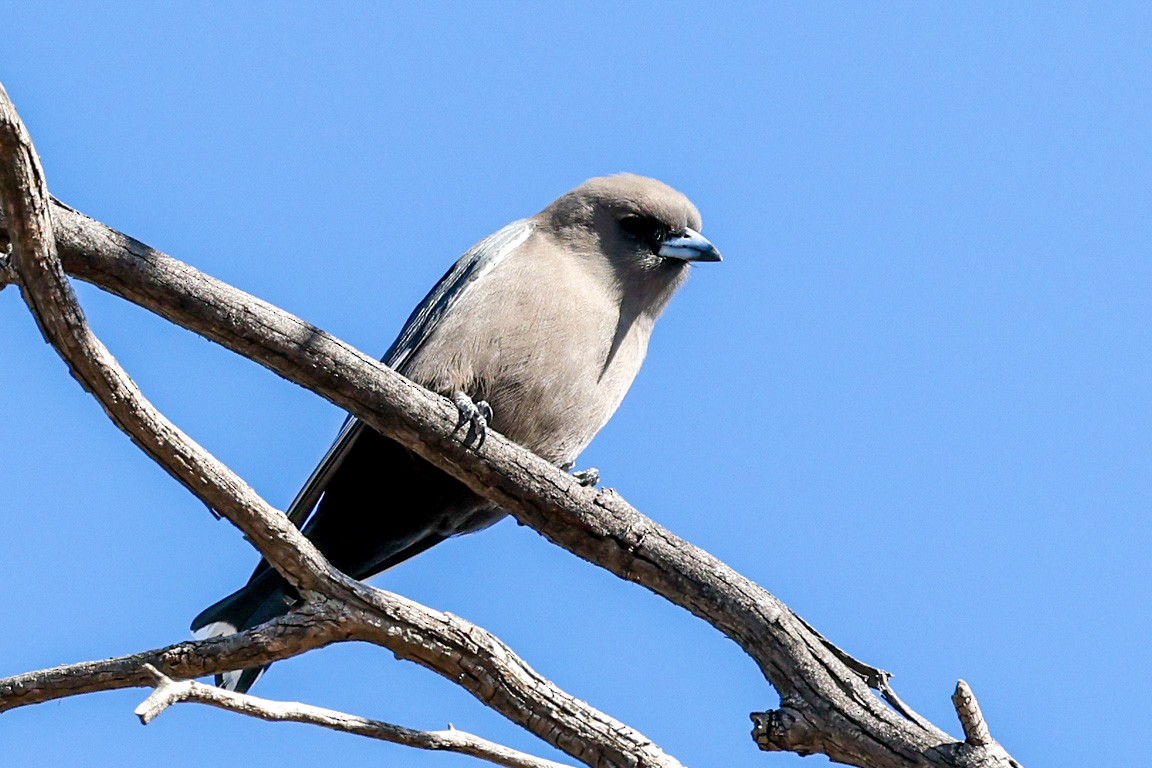 Black-faced Woodswallow - ML599625931
