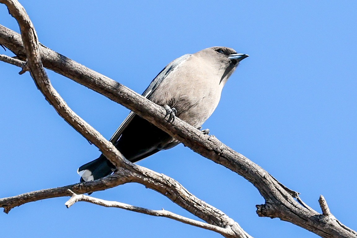 Black-faced Woodswallow - ML599625941