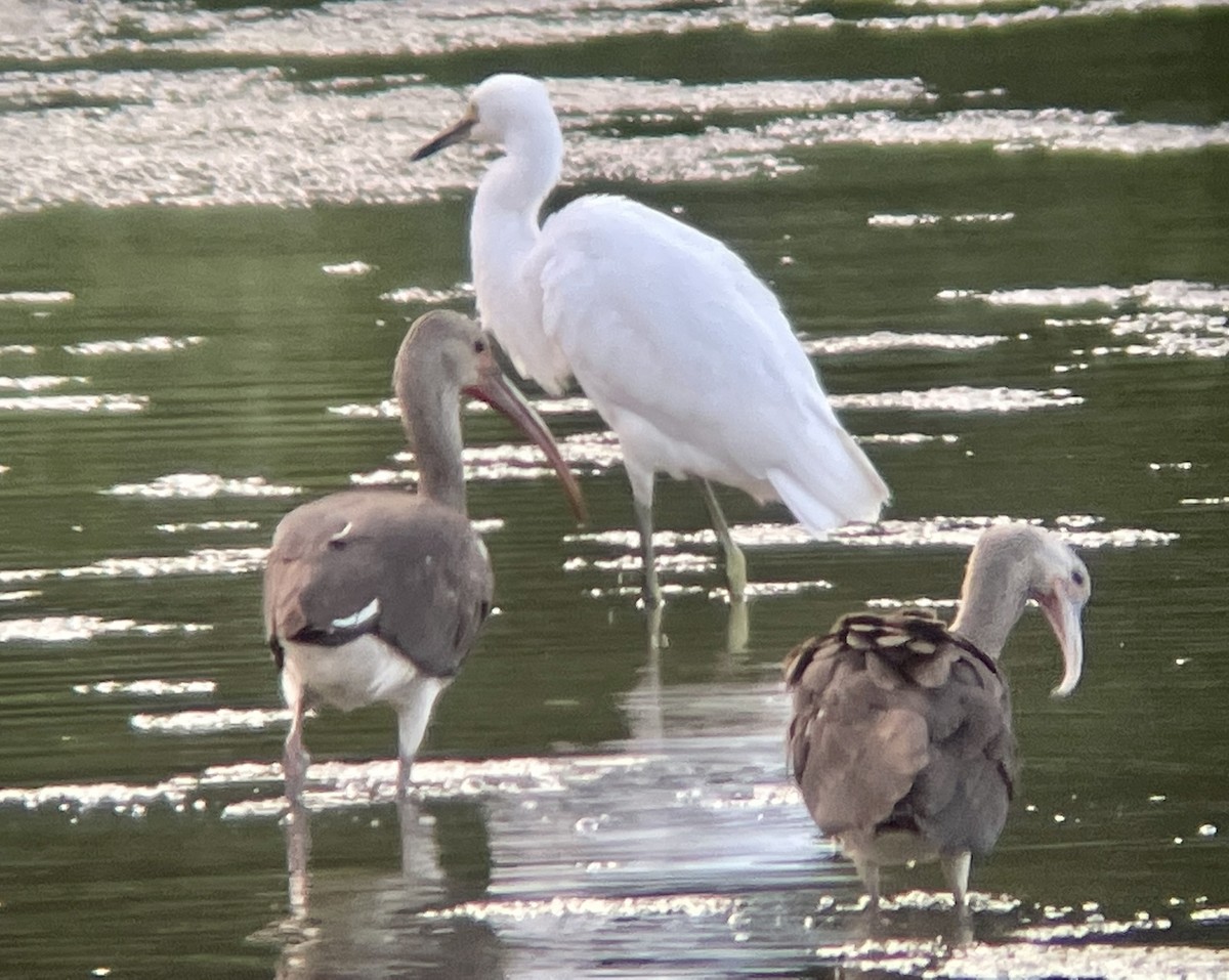 White Ibis - ML599626111