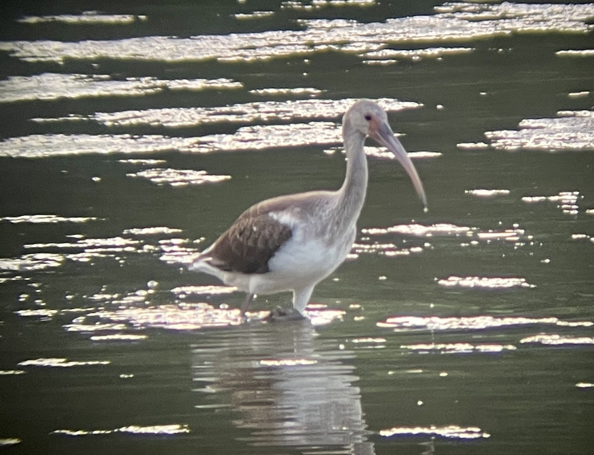 White Ibis - ML599626131