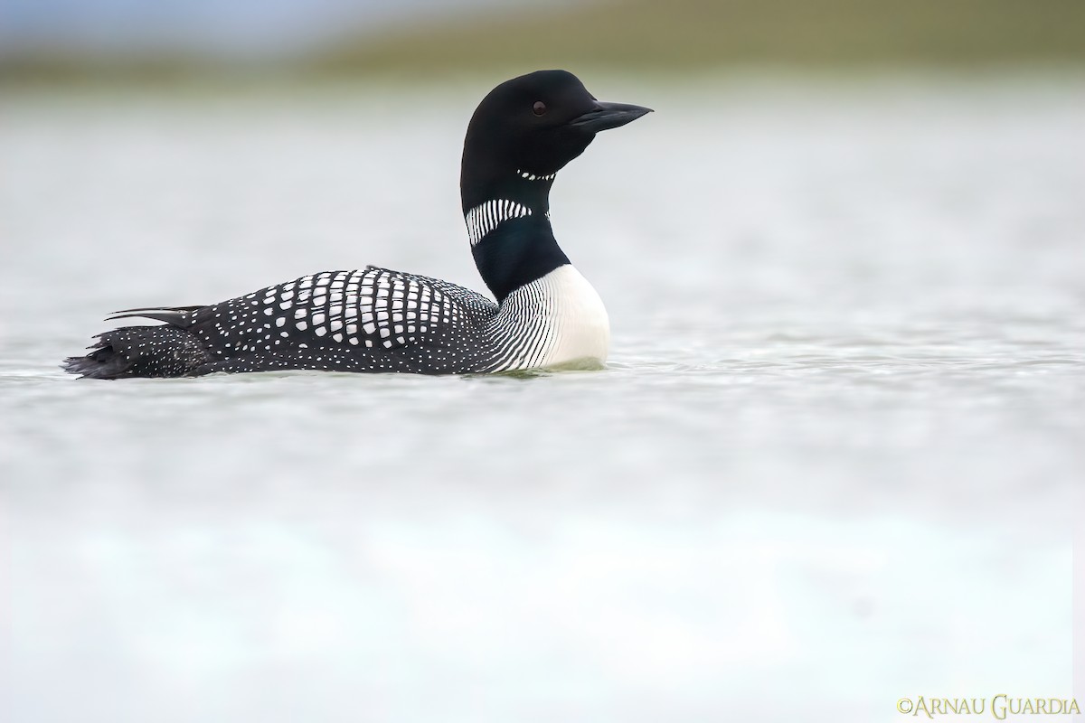 Common Loon - ML599626171